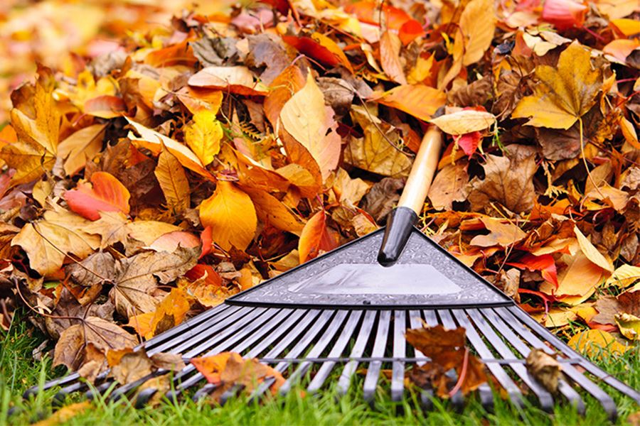 rake-leaves